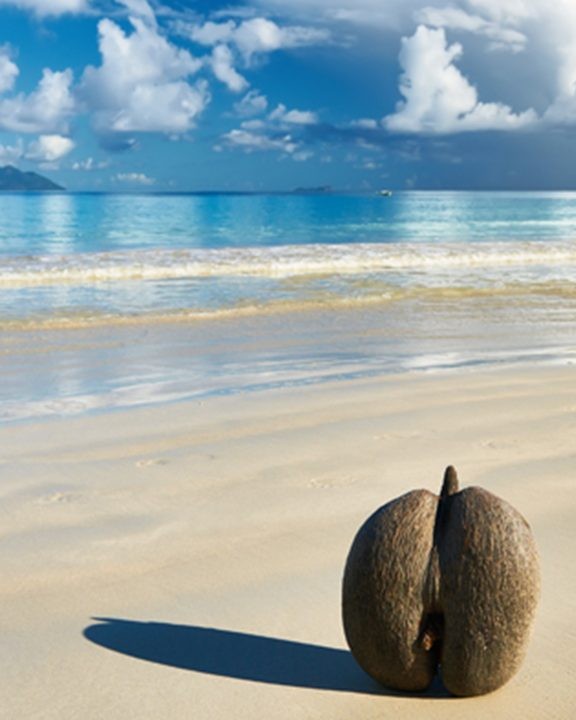 Coco de mer ze Seychel